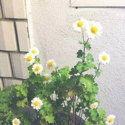 总台记者探访丨世界杯开赛在即法国球迷期盼国家队冲击第三星